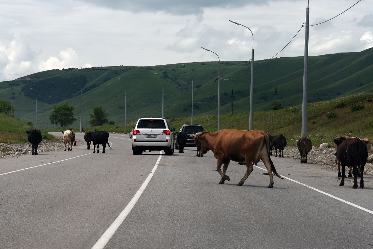 02E We Had To Navigate our Way Around Cows On The Road Towards Terskol And The Mount Elbrus Climb